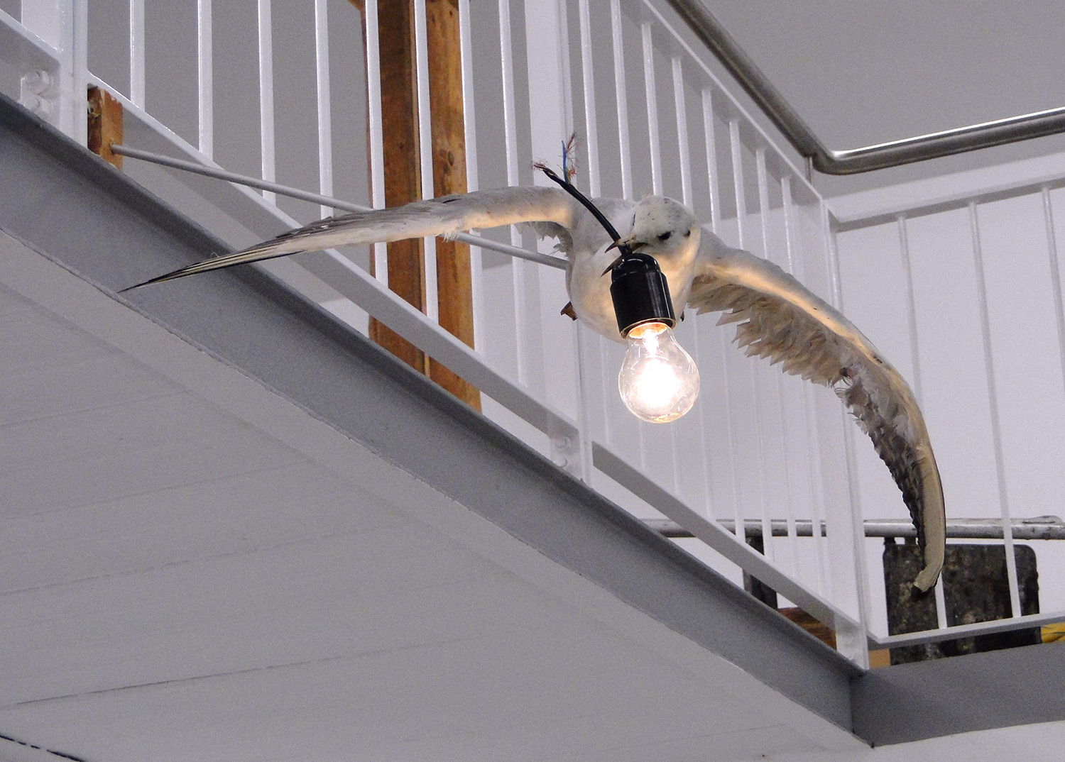 Electicity, 2010 (sea gull, bulb, electricity)